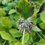 Clematis heracleifolia 花