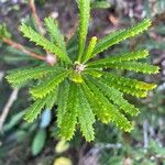 Banksia spinulosa Φύλλο