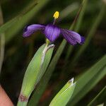 Sisyrinchium halophilum Flor