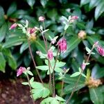 Aquilegia atrata Habit