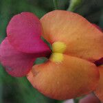 Kennedia coccinea 花