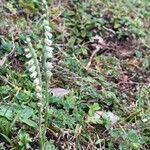 Spiranthes spiralis Hábito