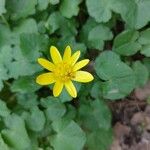 Ranunculus ficariaFlors