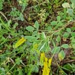 Trigonella esculenta Çiçek