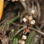 Radiola linoides Hábito