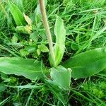 Arnica montana Feuille