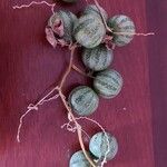 Bryonia verrucosa Fruto