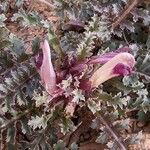 Pedicularis centranthera Flower