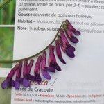 Vicia eriocarpa Blodyn