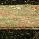 Chaetocarpus schomburgkianus Corteza