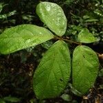 Leptoderris brachyptera Hoja