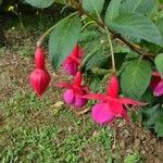 Fuchsia hybrida फूल