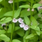 Scutellaria minor Other