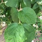 Philadelphus lewisii Blad