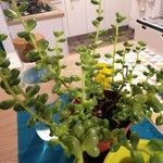 Sedum hernandezii Foglia