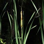 Typha orientalis Buveinė