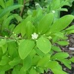 Erythroxylum coca Blad