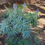 Echium candicans 整株植物