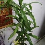 Dracaena angustifolia برگ