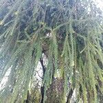 Picea breweriana Folha