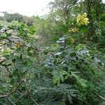 Haematoxylum campechianum Habitus