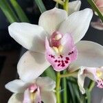 Cymbidium devonianum ফুল