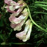 Vicia cusnae Fruit