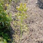 Valeriana calcitrapaeBlomma