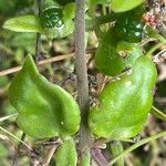 Mesembryanthemum cordifolium Rinde