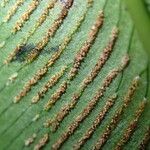 Coniogramme africana Hoja