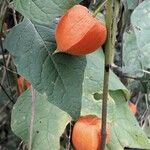 Physalis alkekengi Fruchs