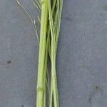 Panicum capillare Žievė