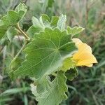 Abutilon grandiflorum 葉