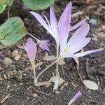 Colchicum lusitanum Blomst
