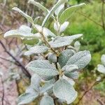 Salix glauca Leaf