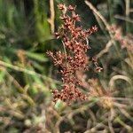 Juncus acutiflorus Fruit