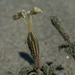 Silene succulenta Kukka