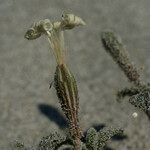 Silene succulenta Blomst