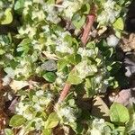 Guilleminea densa Blatt