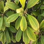 Plumeria rubra Blatt