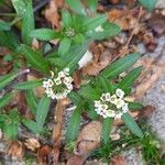 Lobularia maritima Yeri