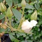 Rosa moschata Kvet