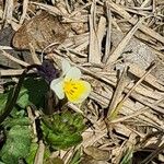 Viola hymettia Flor