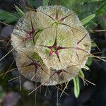 Lomelosia stellata Mbuma