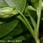 Viola × uechtritziana Fruit