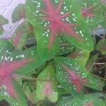 Caladium bicolor Feuille