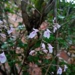 Ionopsis utricularioides Flower