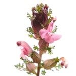 Pedicularis sylvatica Kvet