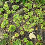 Sempervivum tectorum Habitus