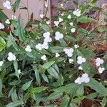 Gibasis pellucida Blatt